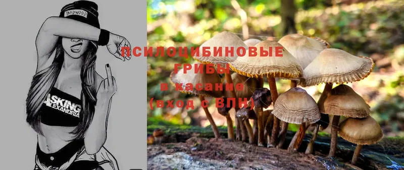 Псилоцибиновые грибы Psilocybine cubensis  где можно купить наркотик  Зубцов 